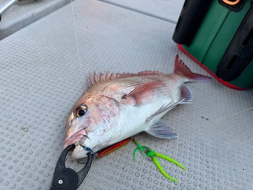 タイの釣果