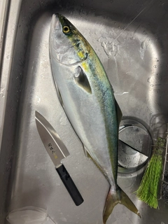 ワラサの釣果