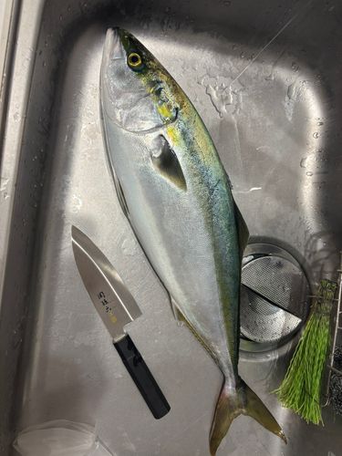ワラサの釣果