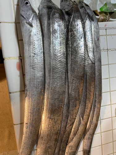 タチウオの釣果