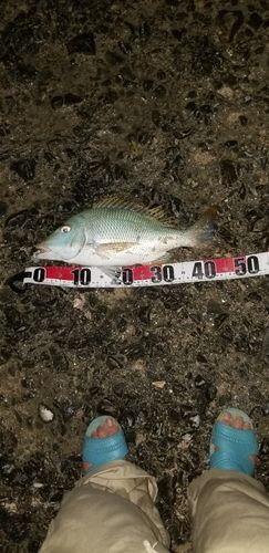 タマンの釣果