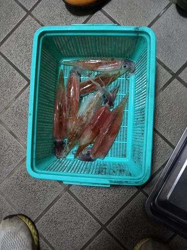 ヤリイカの釣果