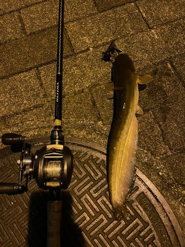 マナマズの釣果