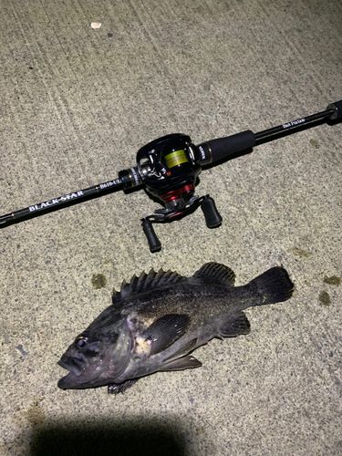 クロソイの釣果