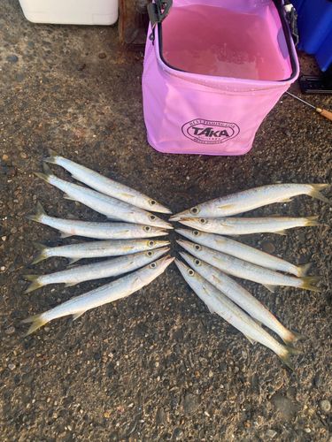 カマスの釣果