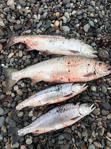 サクラマスの釣果
