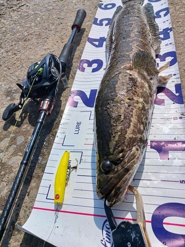 ライギョの釣果