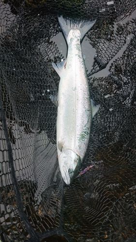 サクラマスの釣果