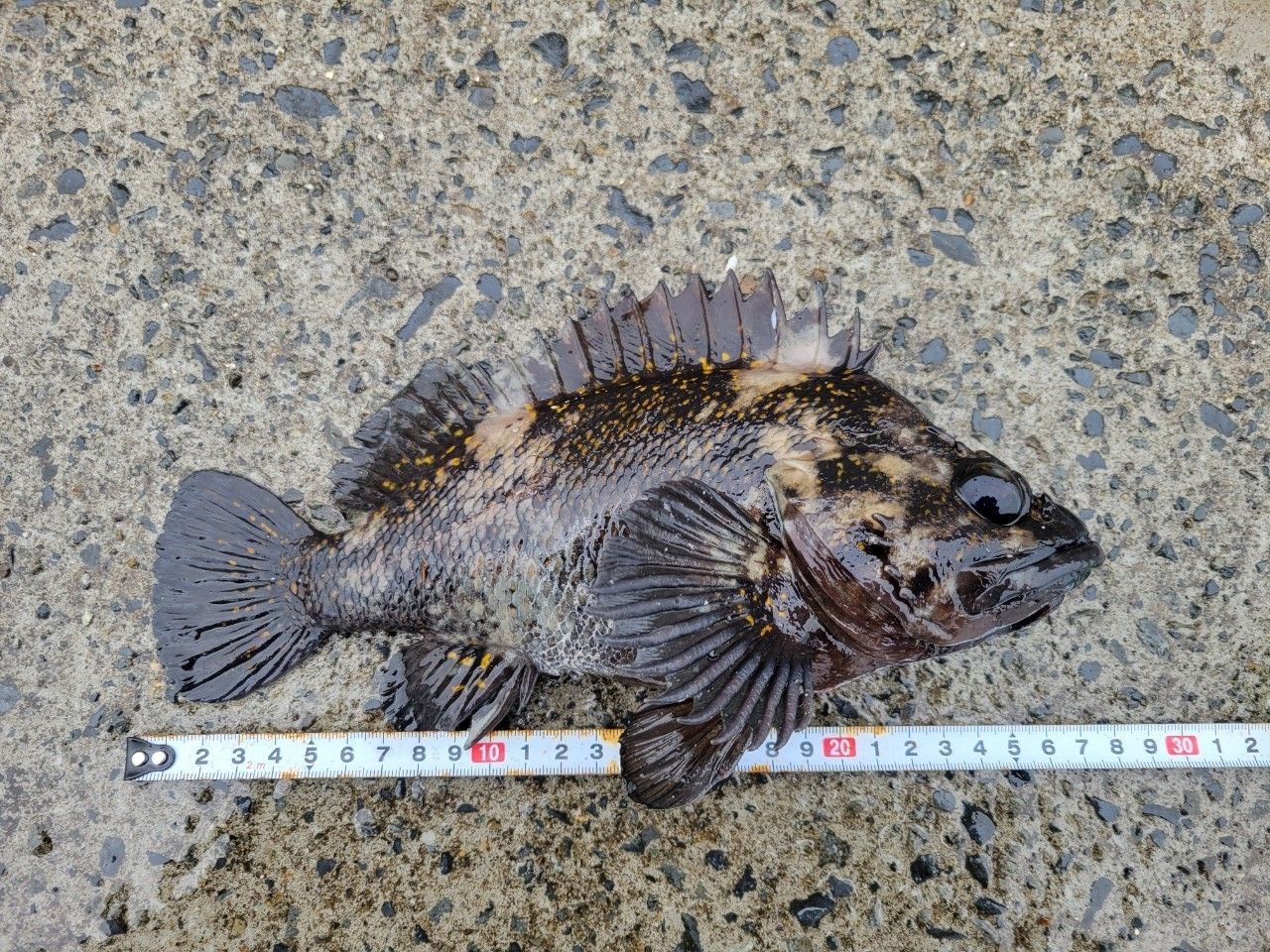 オウゴンムラソイ