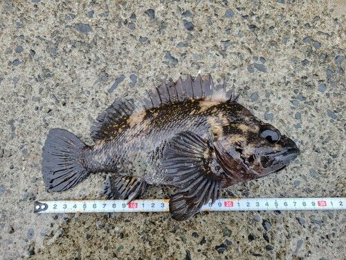 オウゴンムラソイの釣果