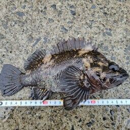 オウゴンムラソイ