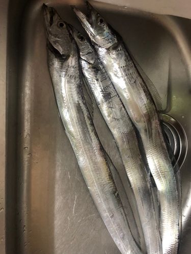 タチウオの釣果