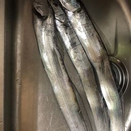 タチウオ