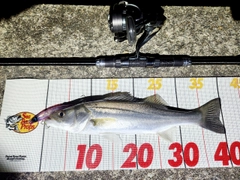 セイゴ（マルスズキ）の釣果