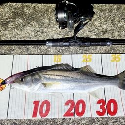 セイゴ（マルスズキ）