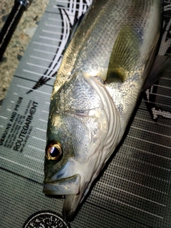 セイゴ（マルスズキ）の釣果