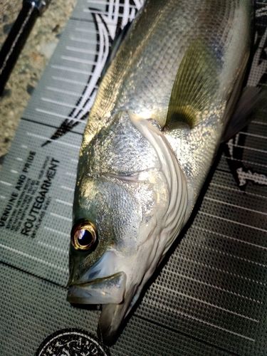 セイゴ（マルスズキ）の釣果