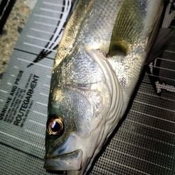 セイゴ（マルスズキ）