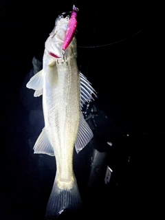 セイゴ（マルスズキ）の釣果