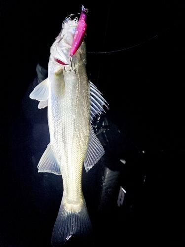 セイゴ（マルスズキ）の釣果