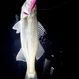 セイゴ（マルスズキ）