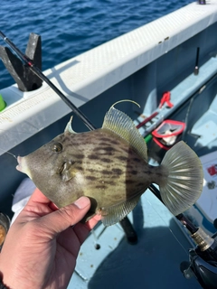 カワハギの釣果