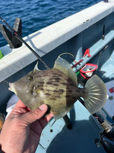 カワハギの釣果