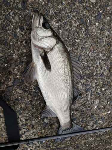ヒラスズキの釣果