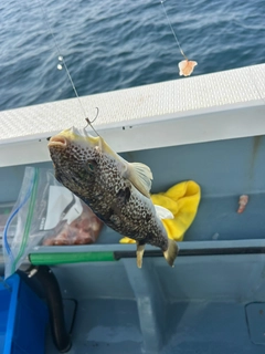 ショウサイフグの釣果