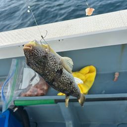 ショウサイフグ