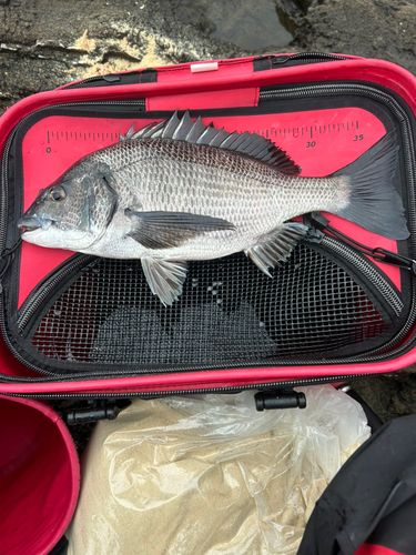 チヌの釣果