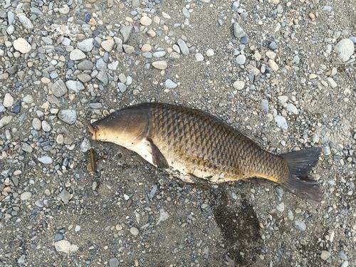 コイの釣果