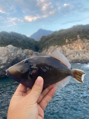 ツマジロモンガラの釣果