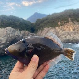 ツマジロモンガラ