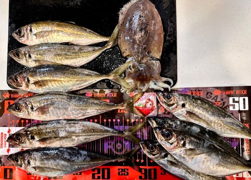 マアジの釣果