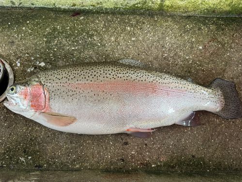 ニジマスの釣果