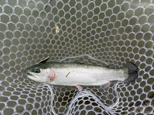 ニジマスの釣果