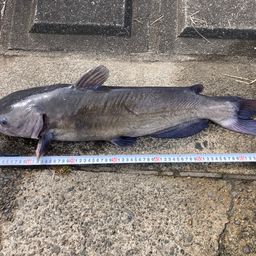 アメリカンキャットフィッシュ