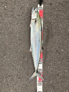 サワラの釣果