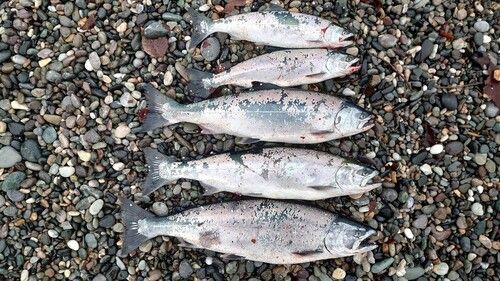 サクラマスの釣果