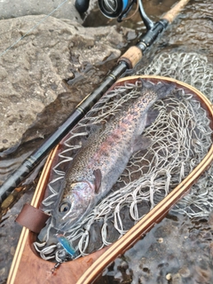 ニジマスの釣果