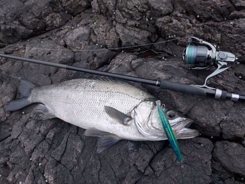 ヒラスズキの釣果