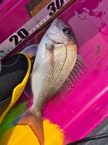 マダイの釣果