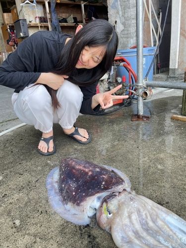 コブシメの釣果