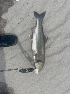 マルタウグイの釣果