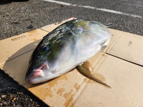 シマアジの釣果