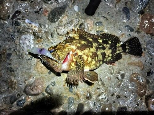 カサゴの釣果