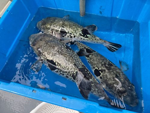 トラフグの釣果