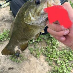 スモールマウスバス