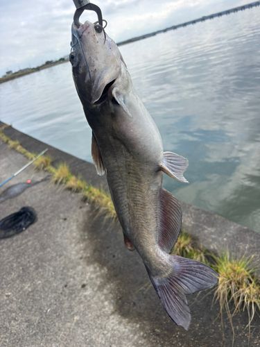 アメリカナマズの釣果